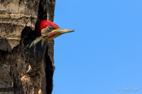 Lineated Woodpecker from Brazil