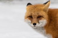 Red Fox from Ontario