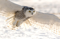 Snowy Owl from Ontario