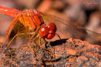 Scarlet Percher Dragonfly from Western Australia