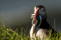 Puffin from Iceland