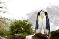 King Penguins from South Georgia Island