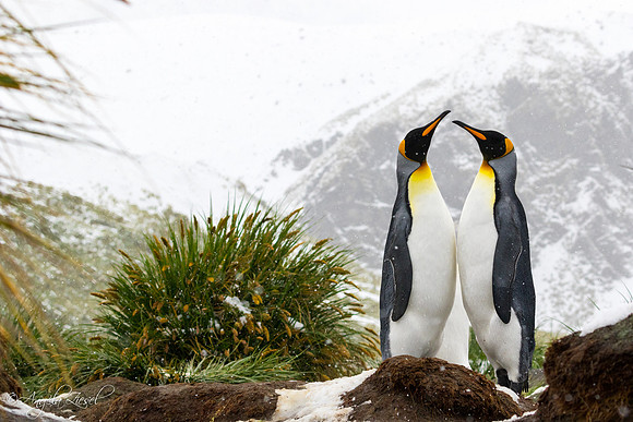 King Penguins from South Georgia Island