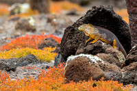 Images of Galapagos Islands