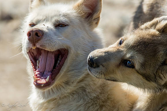 Greenland Sled Dog