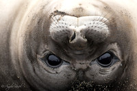 Images of Antarctica