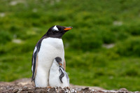 Images of Falkland Islands (Islas Malvinas)
