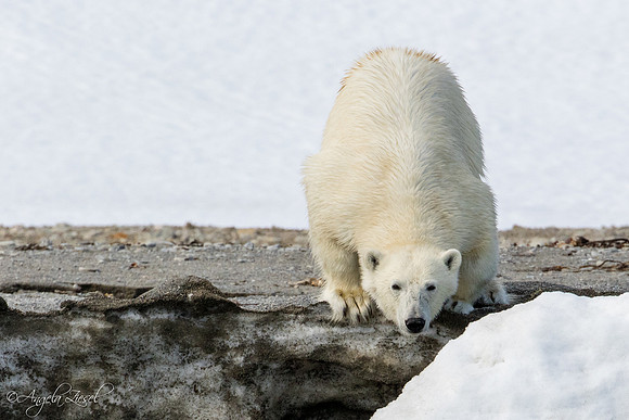 Polar Bear