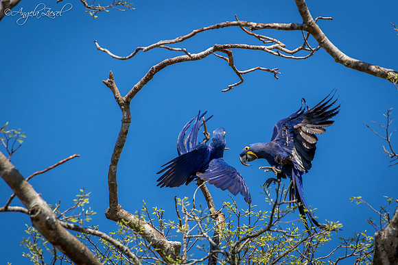 Hyacinth Macaws