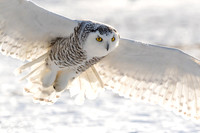 Images of Ontario