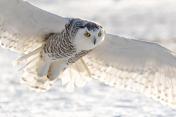 Snowy Owl