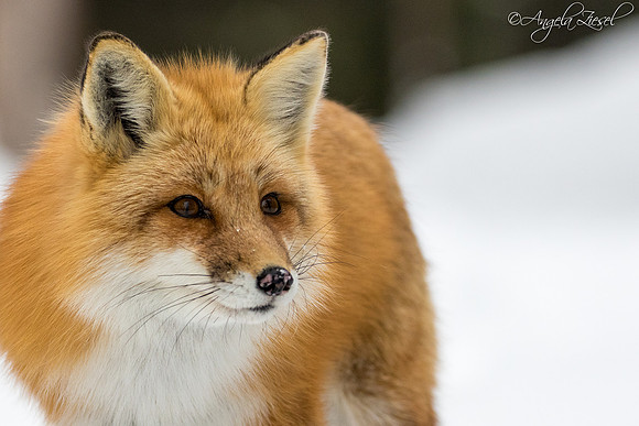 Red Fox
