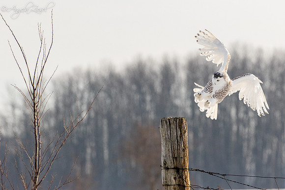 Snowy Owl