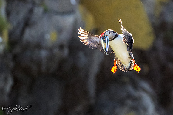 Puffin
