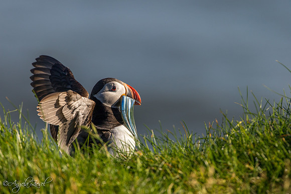 Puffin