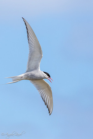 Arctic Tern