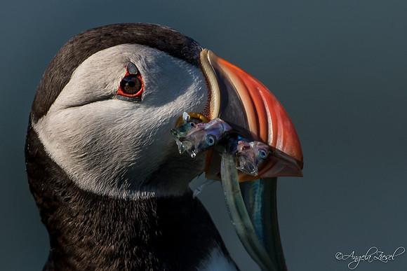 Puffin