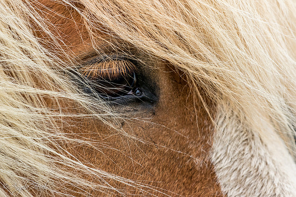 Icelandic Horse