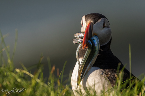 Puffin