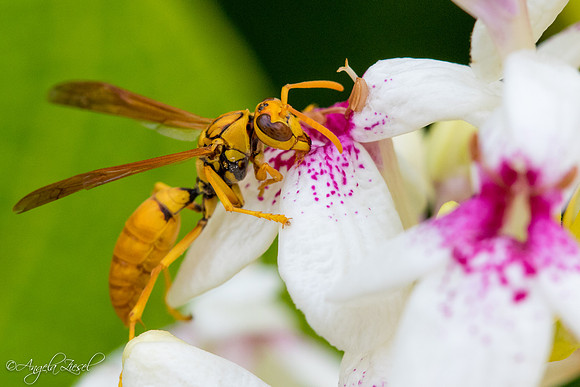 Wasp