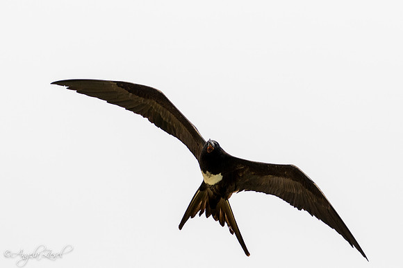 Christmas Island Frigatebird - Male