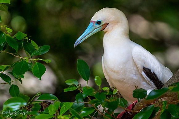 Red-footed Booby