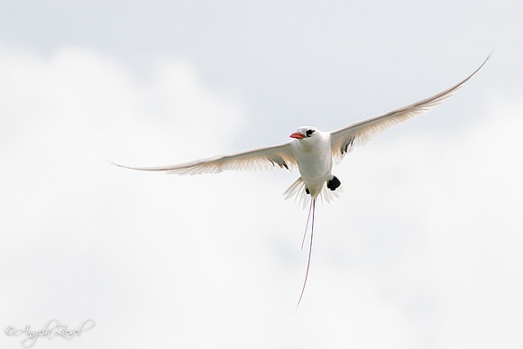 Red-tailed Tropicbird