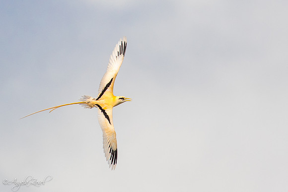 Golden Bosun
