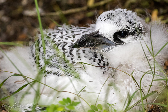 Red-tailed Tropicbird - Juvenile