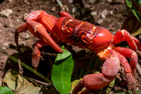 Images of Christmas Island