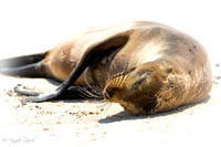 Galápagos Sea Lion
