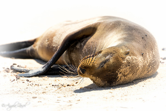 Galápagos Sea Lion