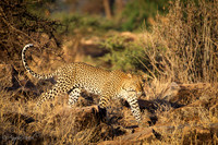 Leopard from Kenya