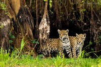 Jaguar Cubs from Brazil