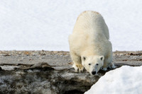 Polar Bear from Svalbard
