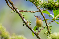 Blackburian Warbler from Ecuador