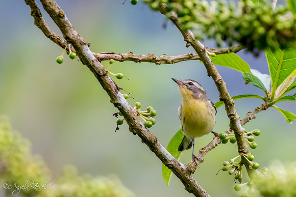Blackburian Warbler from Ecuador