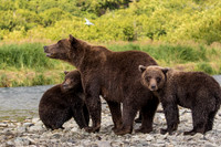 Coastal Brown Bears from Alaska