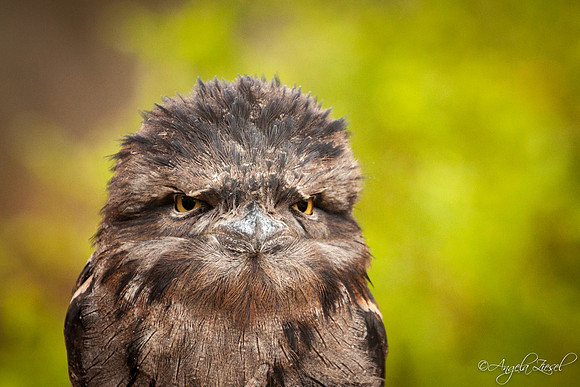 Tawny Frogmouth from Australia