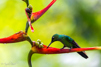Green Crowned Brillant Hummingbird from Ecuador
