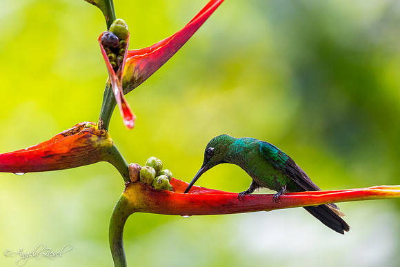 Green Crowned Brillant Hummingbird from Ecuador