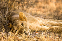 Images of Kenya