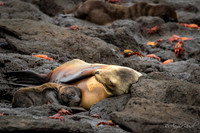 Galápagos Sea Lion